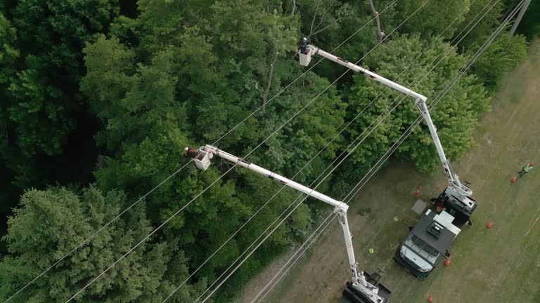 How Our Tree Care Process Works  in  Brownsville, FL