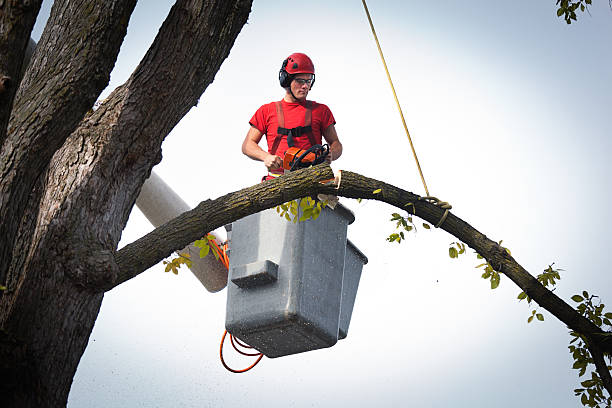 Professional  Tree Services in Brownsville, FL